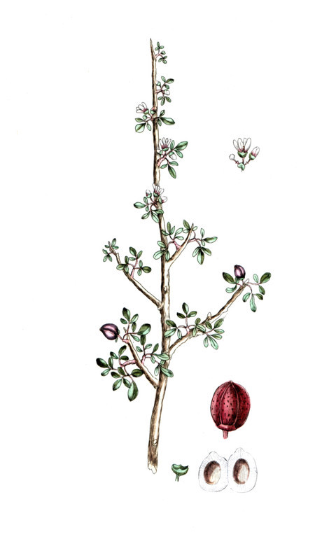 Amyris gilesdensis