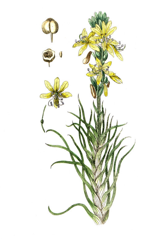 Asphodelus luteus