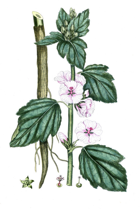 Althea officinalis