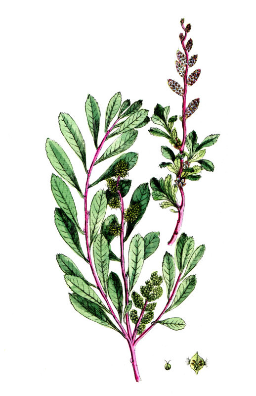 Myrica gale
