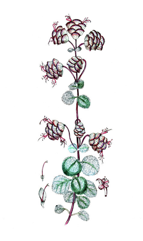 Origanum dictamnus