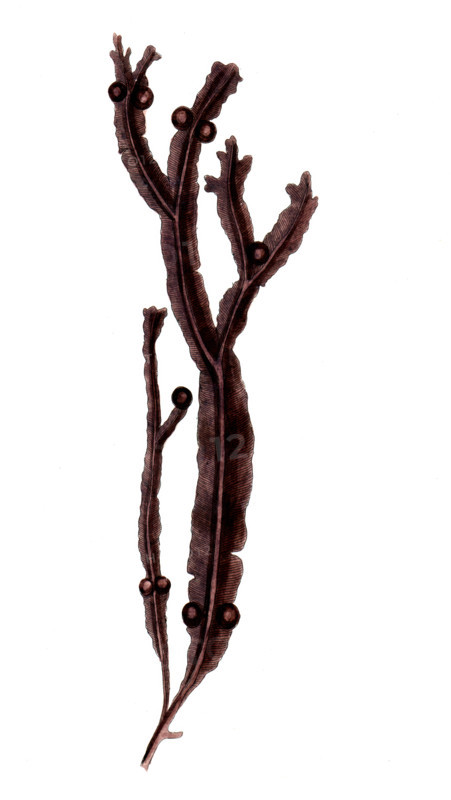 Fucus vesiculosus