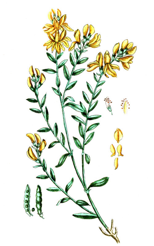 Genista tinctoria