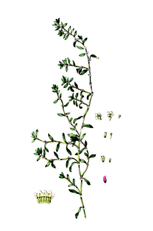 Polygonum aviculare