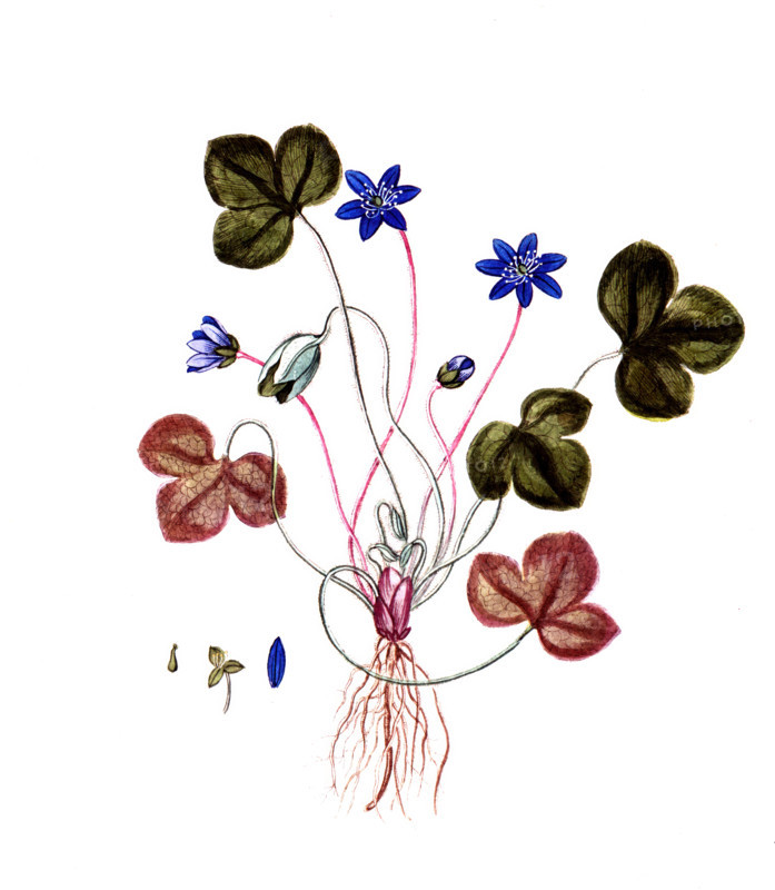 Anemone hepatica