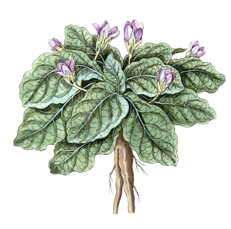 Atropa mandragora
