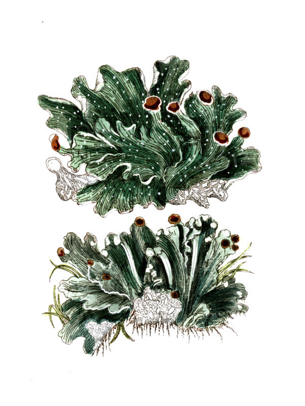 Lichen aphtosus and Lichen caninus