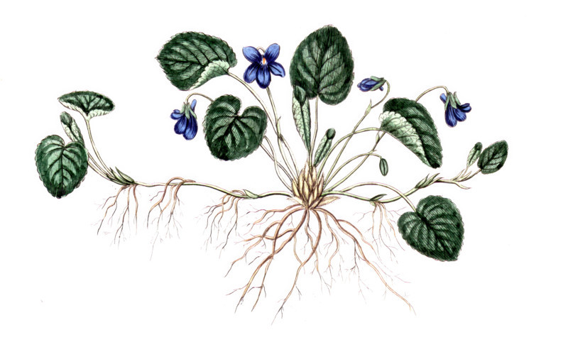 Viola odorata