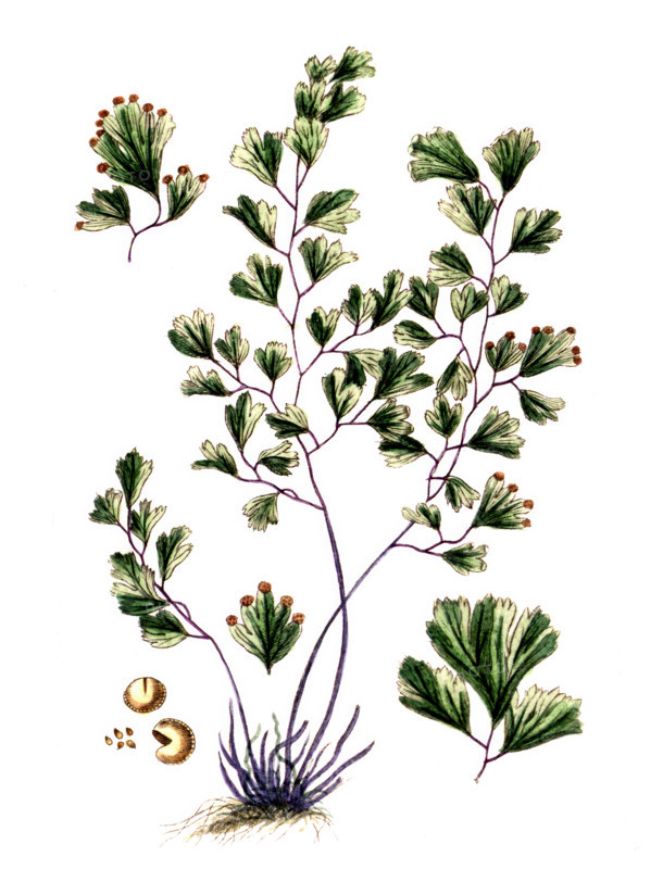 Adianthus capill veneris