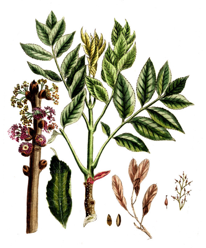 Fraxinius excelsior