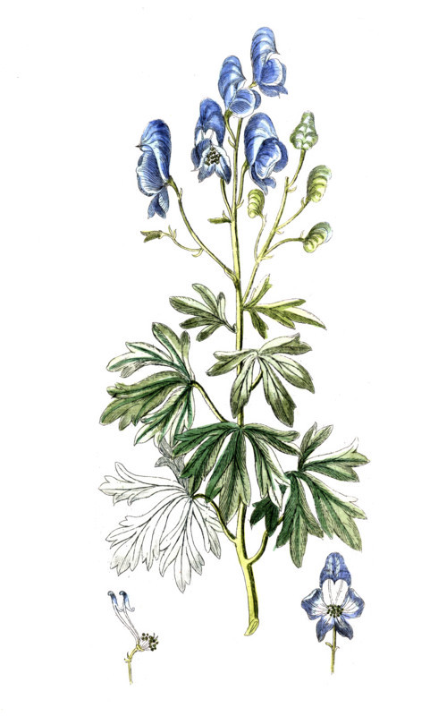 Aconitum camarum