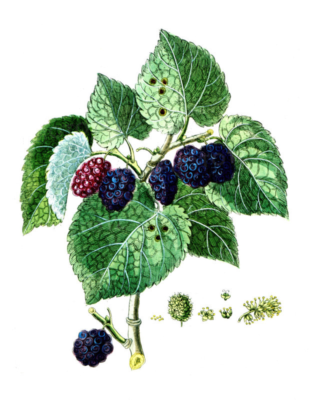 Morus nigra