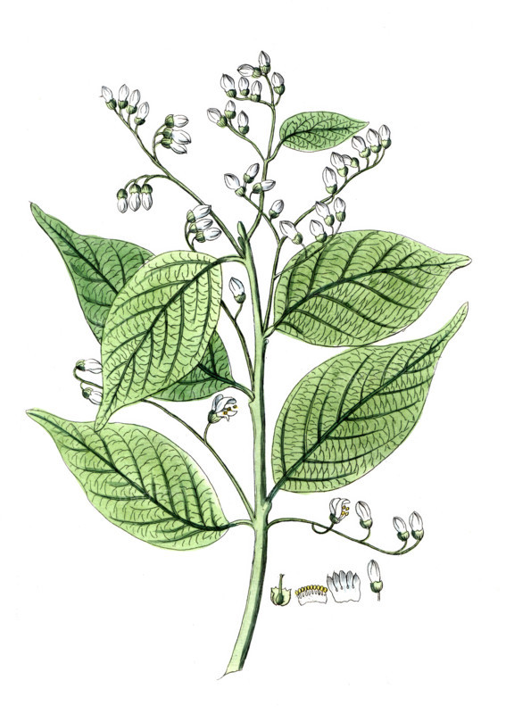 Styrax benzoin
