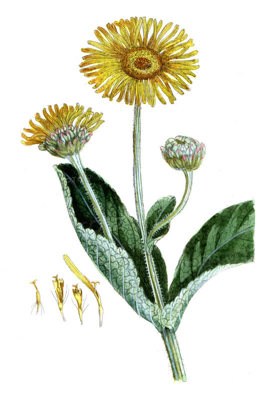 Inula helenium
