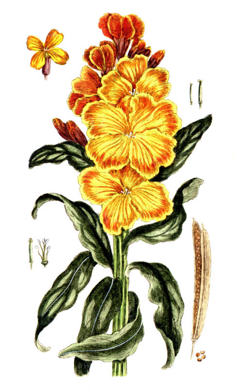 Cheiranthus cheiri