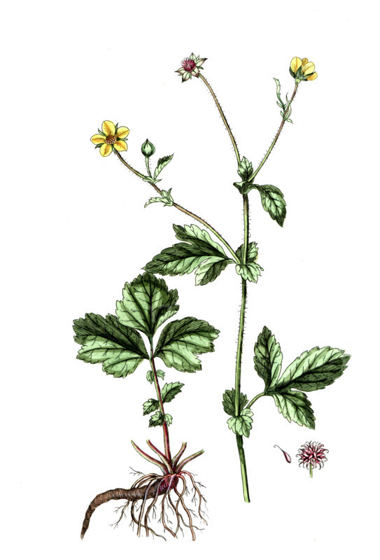 Geum urbanum