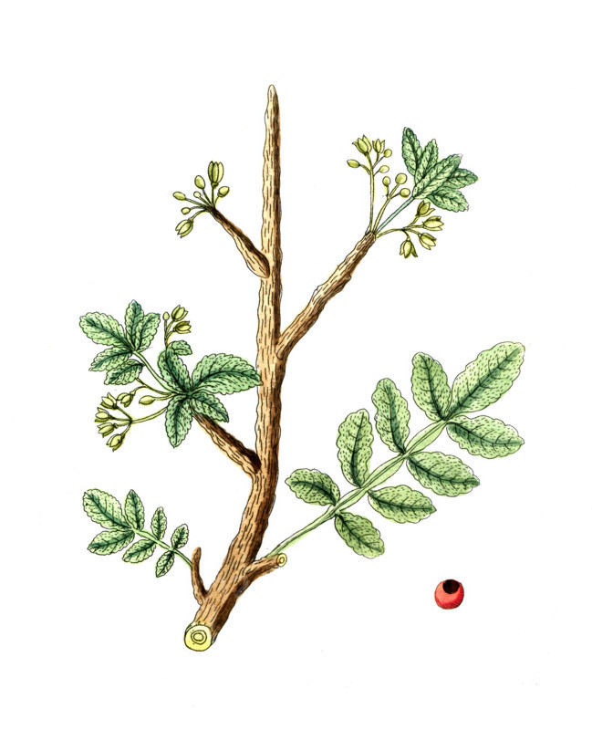 Geum urbanum