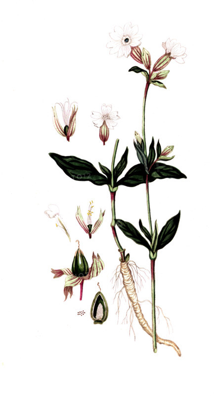 Lychnis dioica