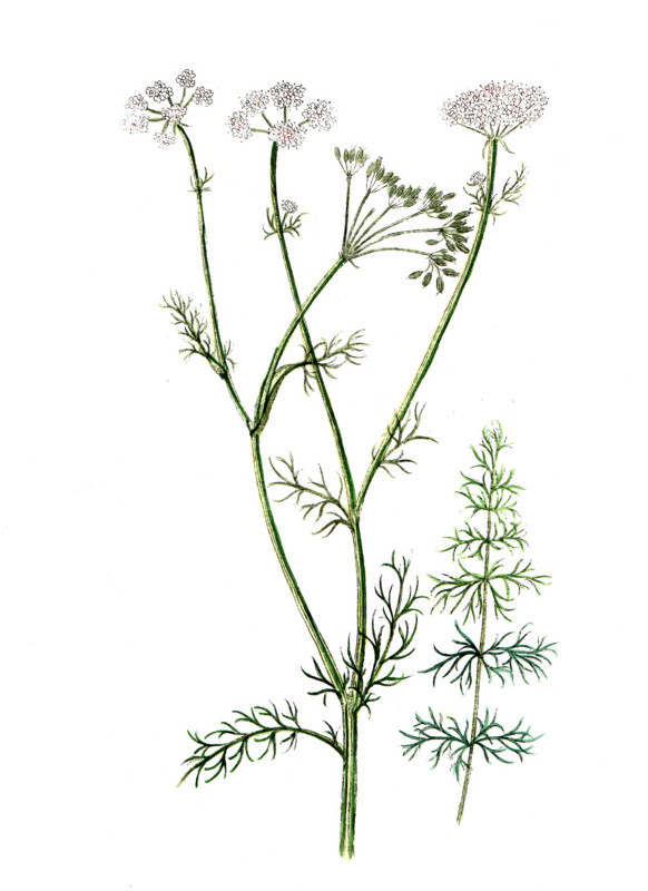 Carum carvi
