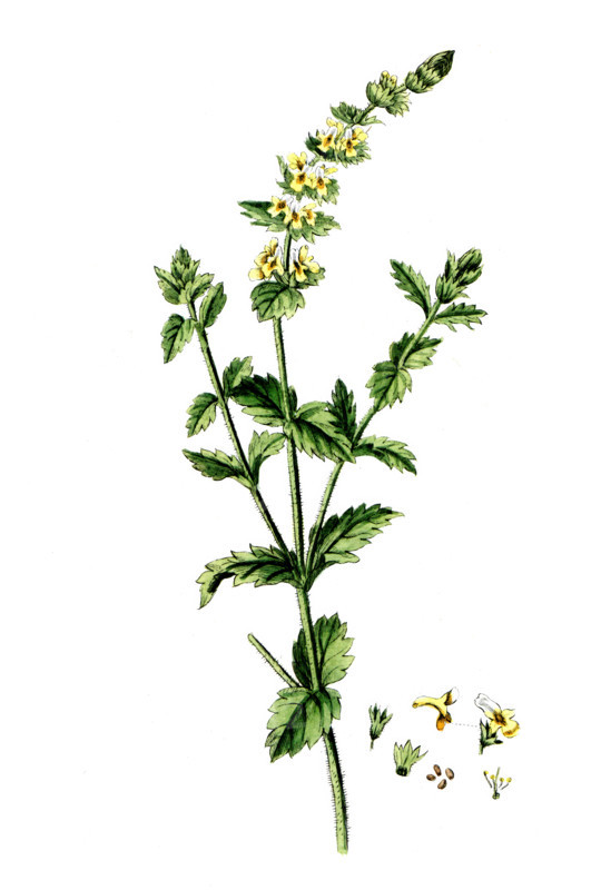 Sideritis hirsuta