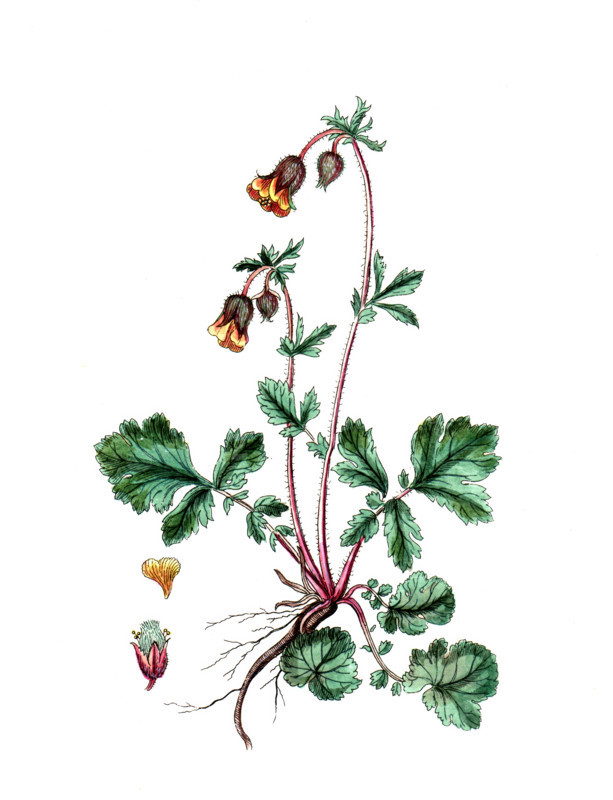Geum rivale