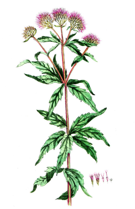 Eupatorium cannabinum