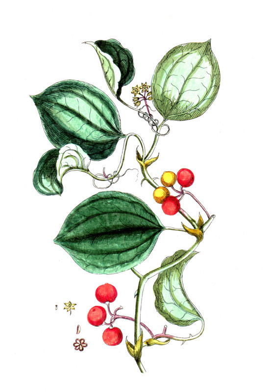 Smilax china