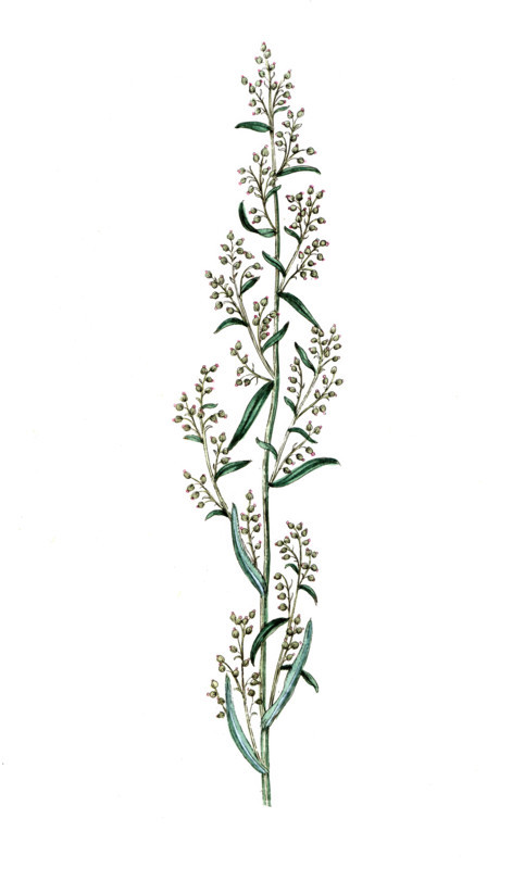 Artemisia dracunculus