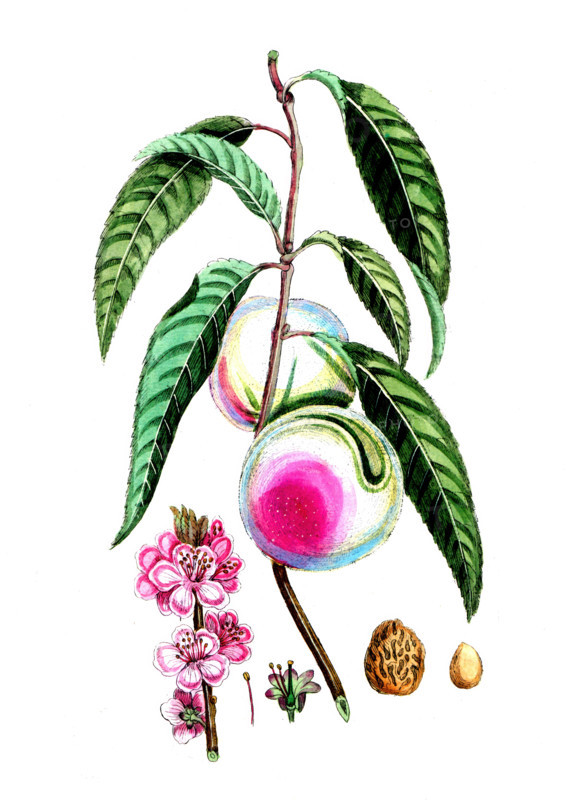 Amygdalus persica