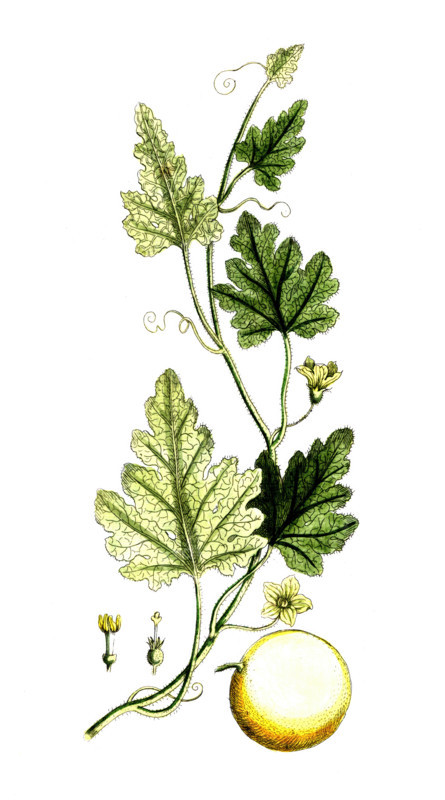 Artemisia dracunculus
