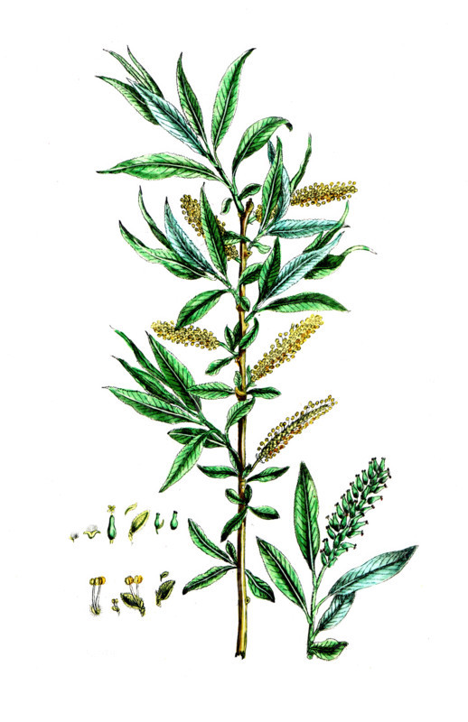 Salix alba