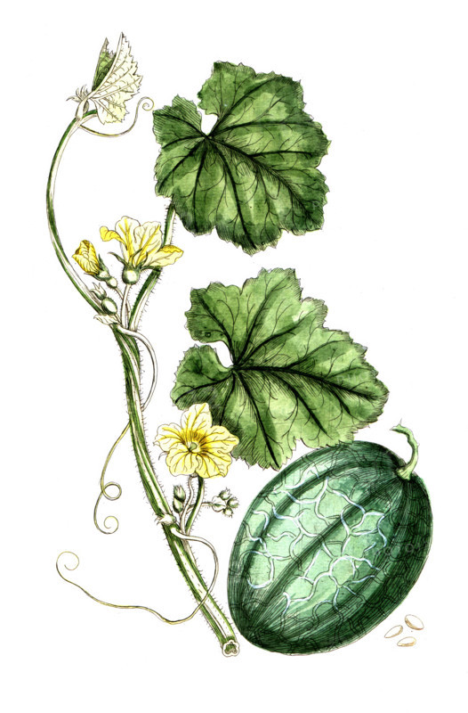 Cucumis melo