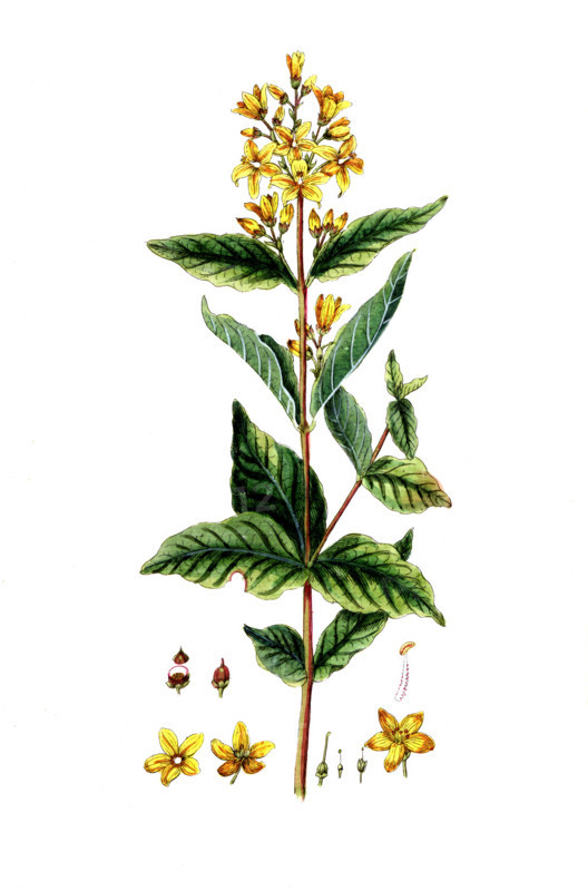Lysimachia vulgaris