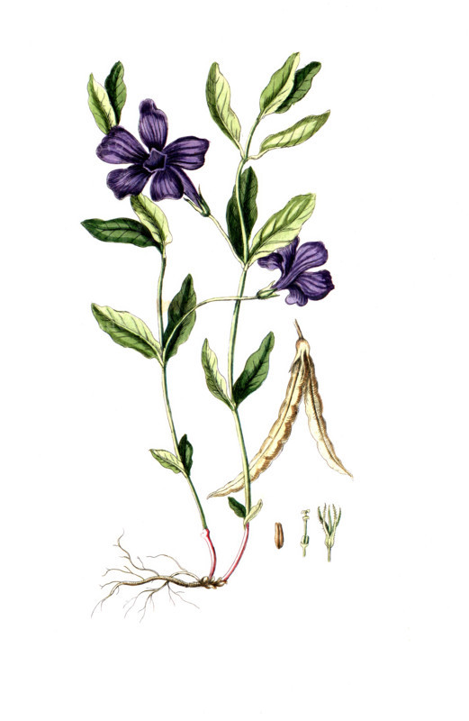 Vinca minor