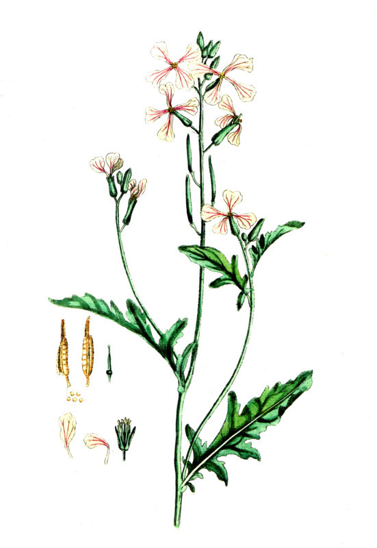 Brassica eruca