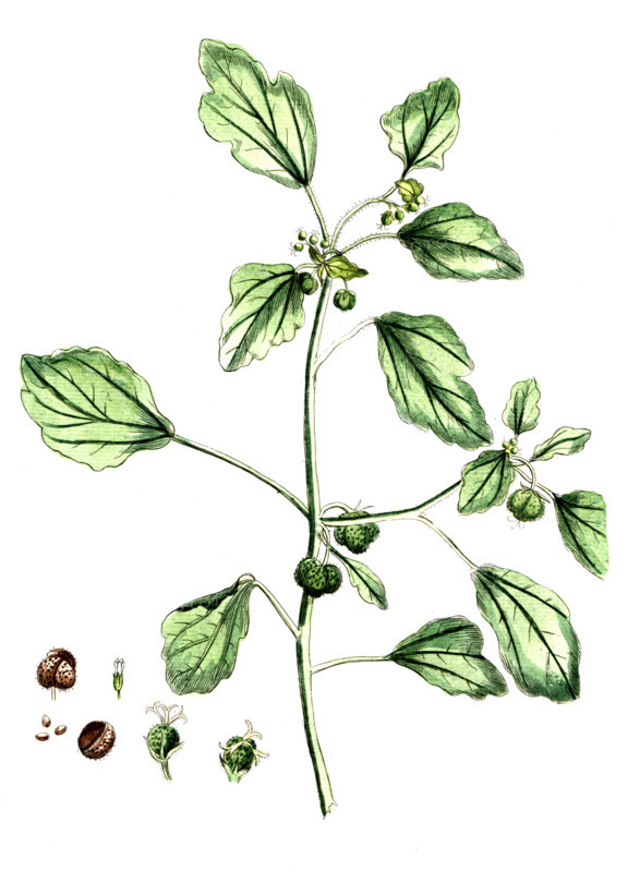 Croton tinctorium