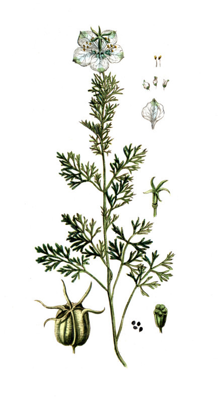 Nigella sativa