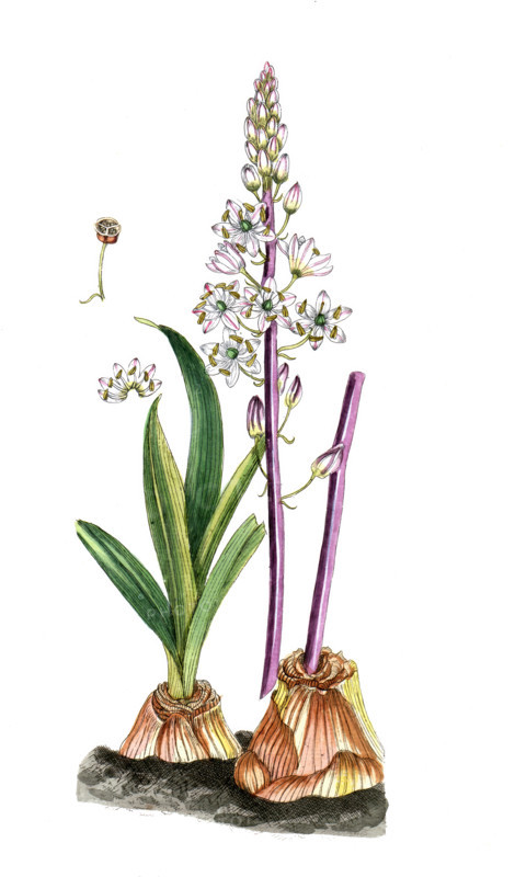 Scilla maritima