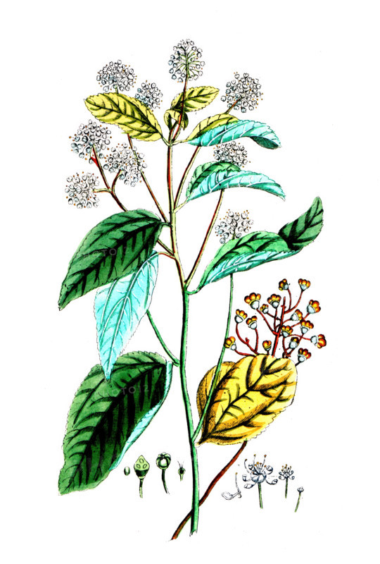 Ceanothus americanus