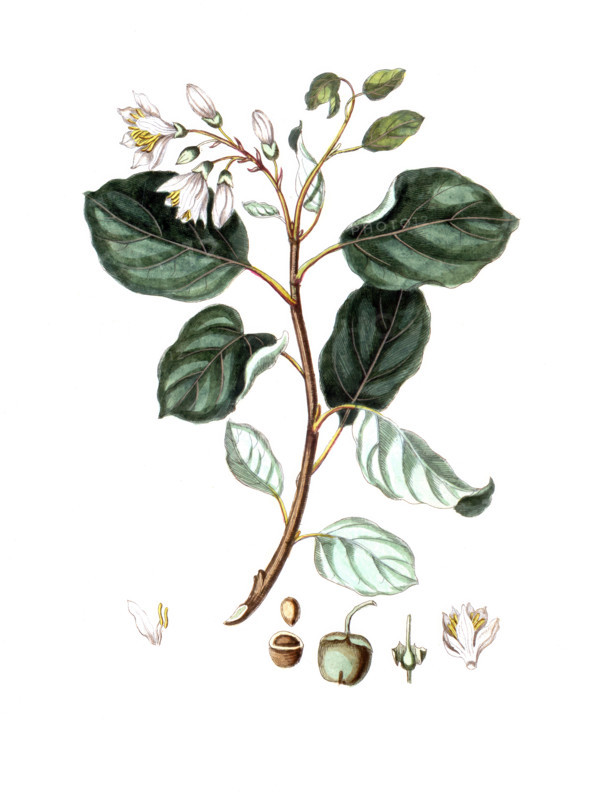 Styrax officinale