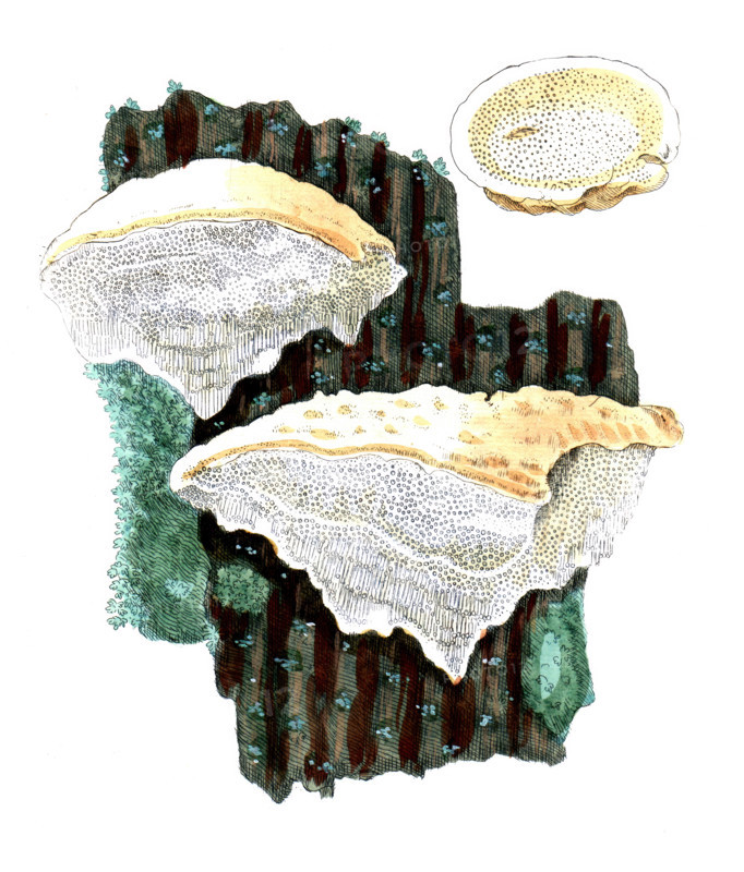 Boletus suaveolens