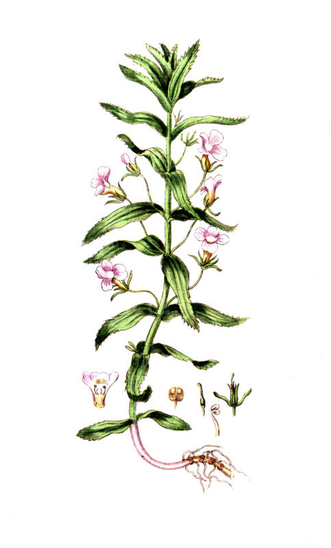 Gratiola officinalis