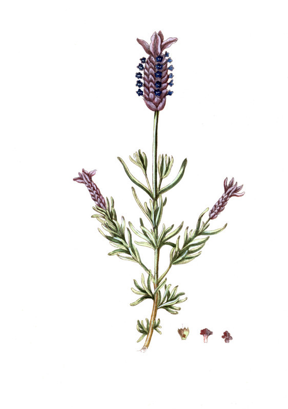 Lavandula stoechas