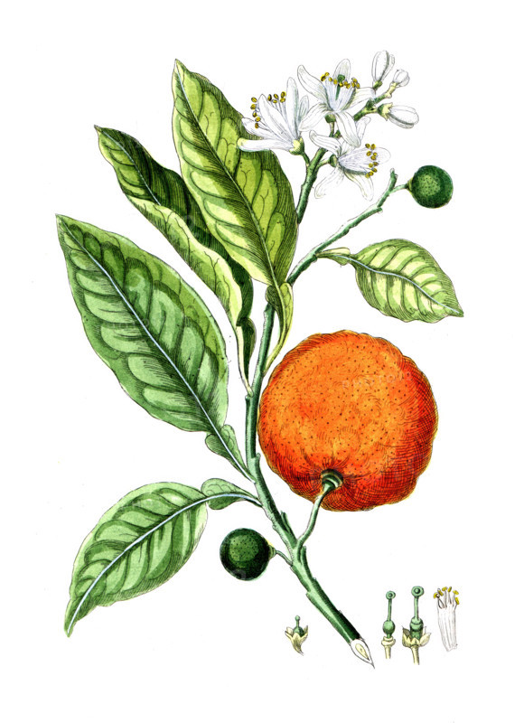 Citrus aurantinus