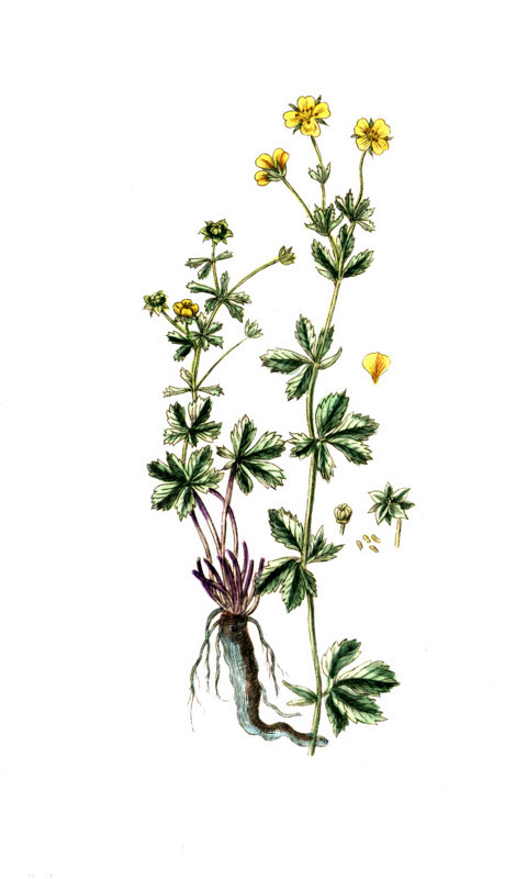 Potentilla erecta