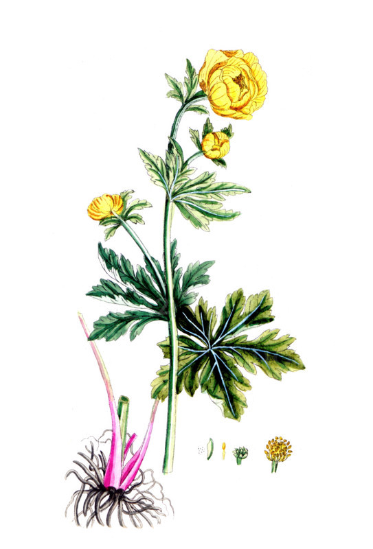 Trolluis europaeus