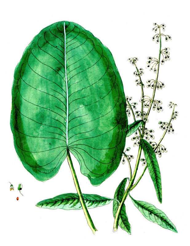 Rumex aquaticus
