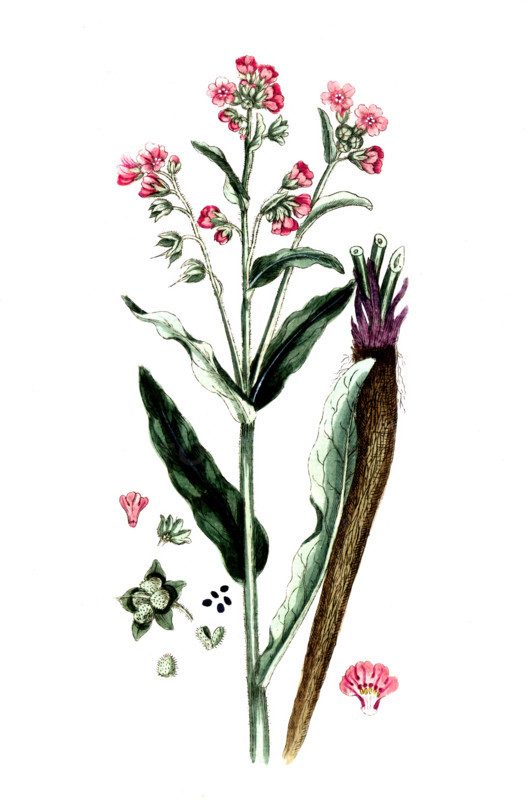 Cynoglossum officinale