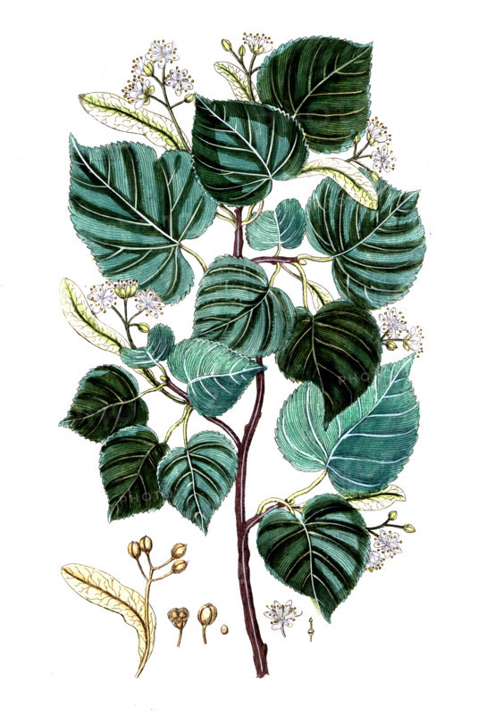 Tilia europaea