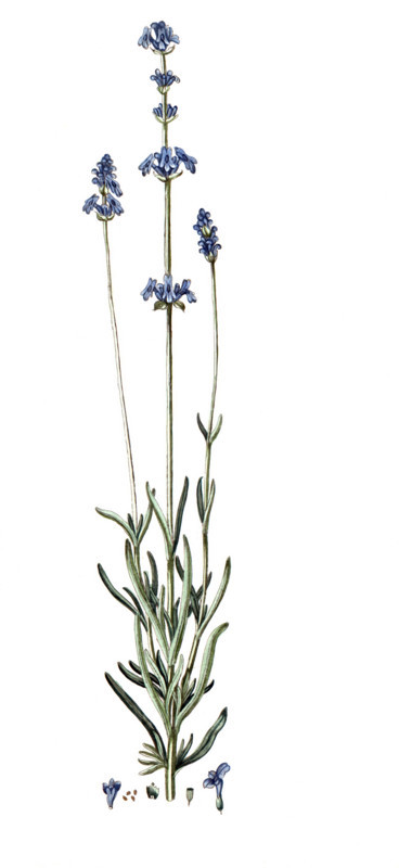 Lavandula spica